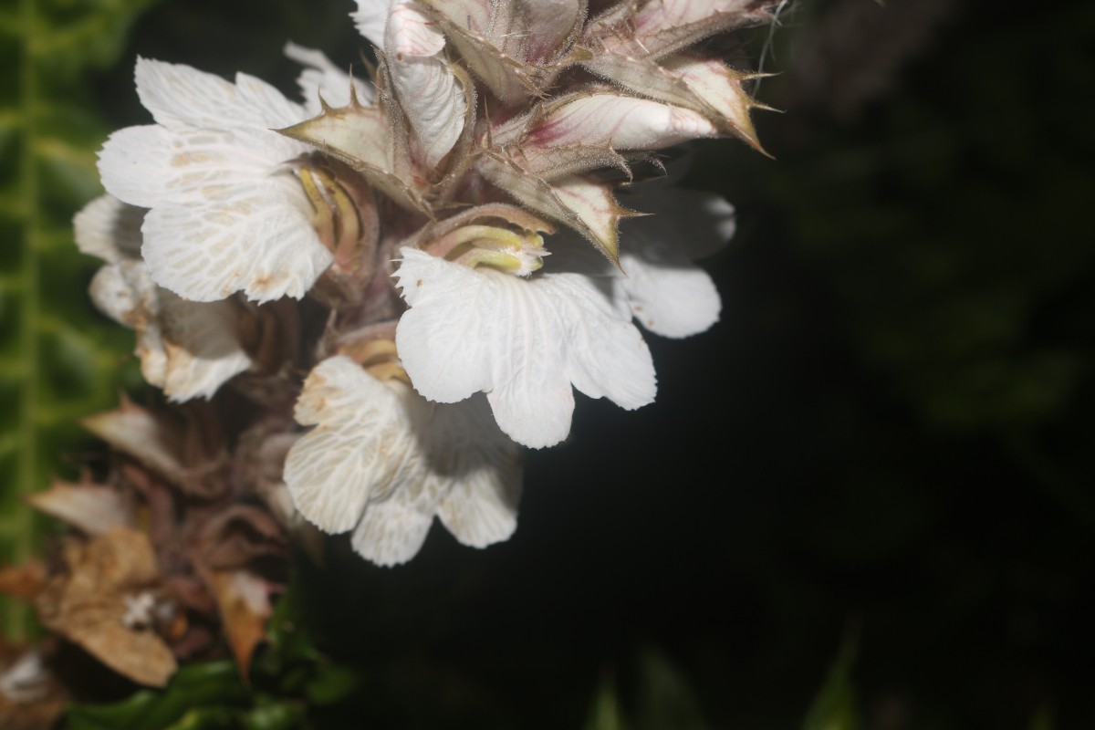 Acanthus montanus (Nees) T.Anderson